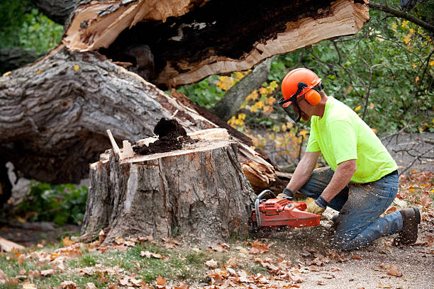 Best Fruit Tree Pruning  in Gonzales, TX
