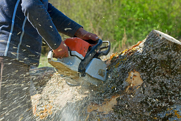 Best Palm Tree Trimming  in Gonzales, TX